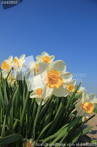 Image of White and yellow daffodils