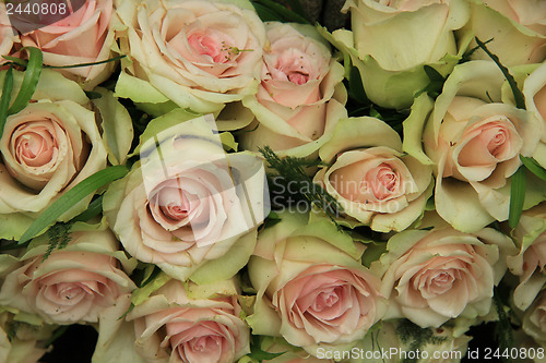 Image of Pale pink roses in a wedding arrangement