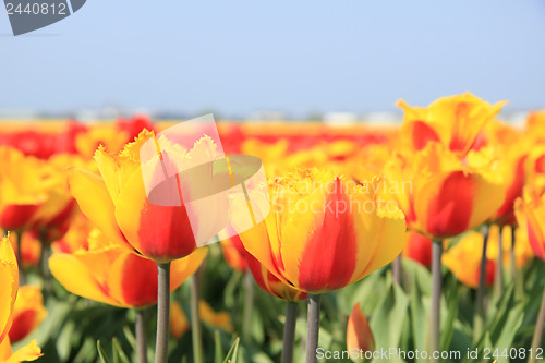 Image of yellow and red tulips in a field