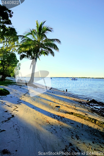 Image of Palm Tree By The Shore