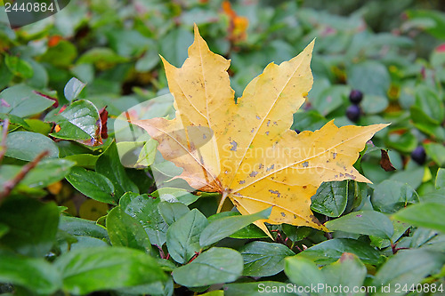 Image of Lonely Fall Leaf
