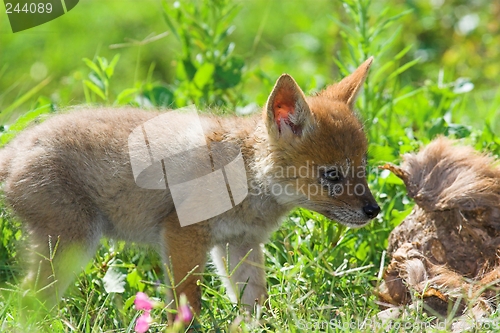 Image of Jackal Pup