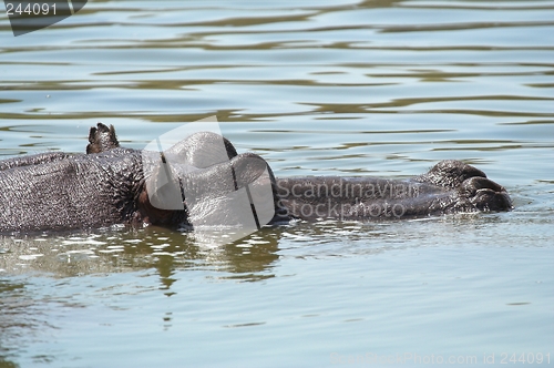 Image of Hippo