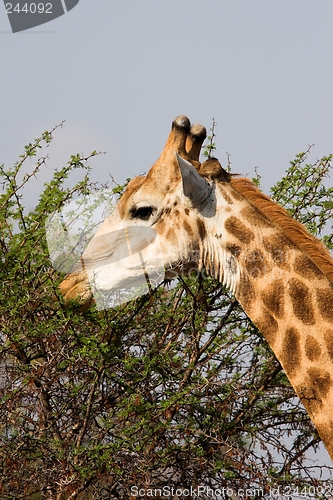 Image of Giraffe