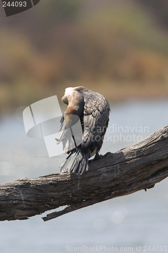 Image of Cormorant