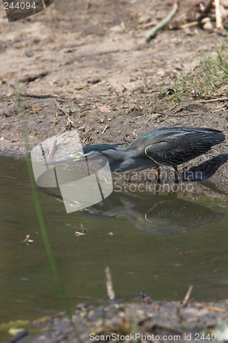 Image of Heron