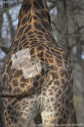 Image of Giraffe Rear