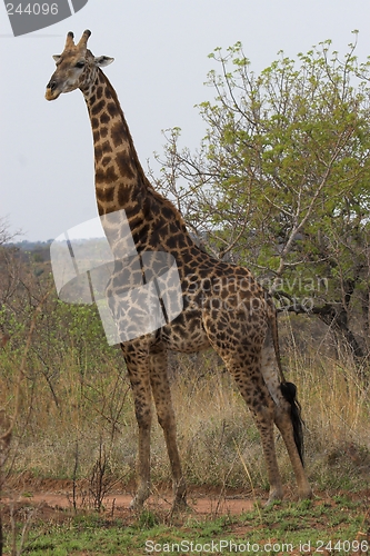 Image of Giraffe