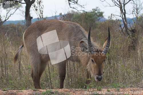 Image of Waterbuck feeding