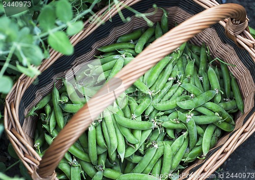 Image of sugar peas