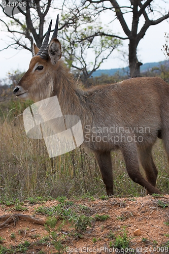 Image of Waterbuck