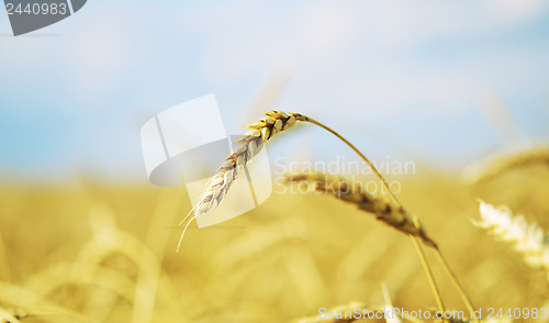 Image of wheat