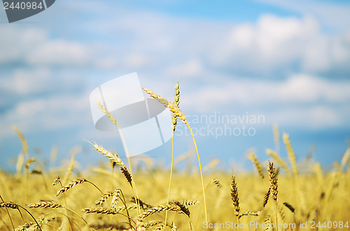 Image of wheat filed