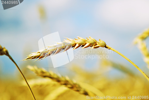 Image of wheat ear