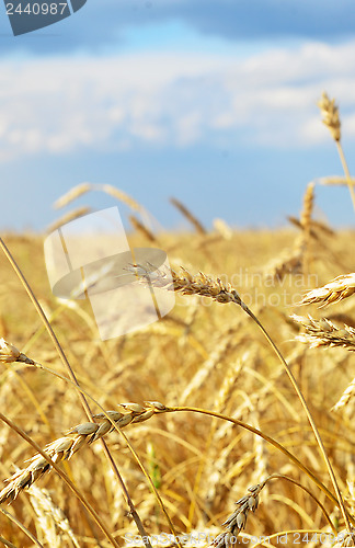 Image of wheat filed