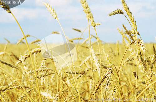 Image of wheat field