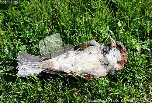 Image of Dead tree sparrow on its back