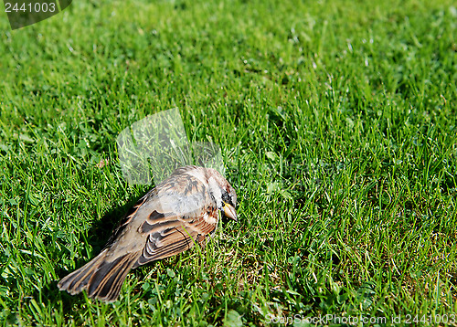 Image of Small dead sparrow in a garden