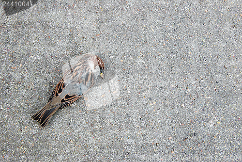 Image of Tree sparrow lying dead on a concrete path