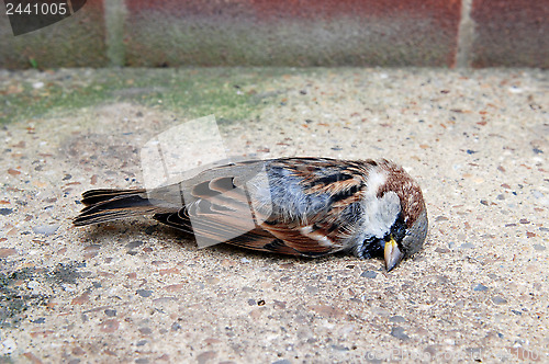 Image of Dead tree sparrow by a brick wall