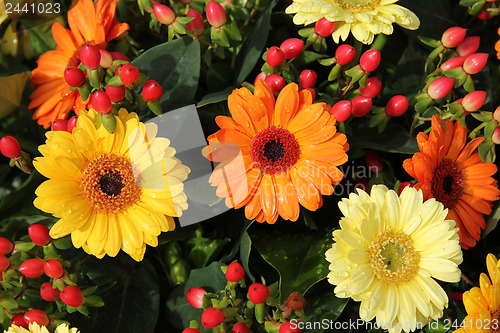 Image of yellow and orange gerberas