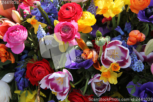 Image of Spring flowers in bright colors