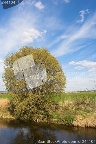 Image of Tree on a river bank.