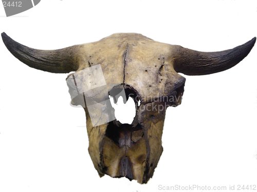 Image of Bison Skull