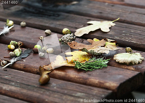 Image of Autumn Collection