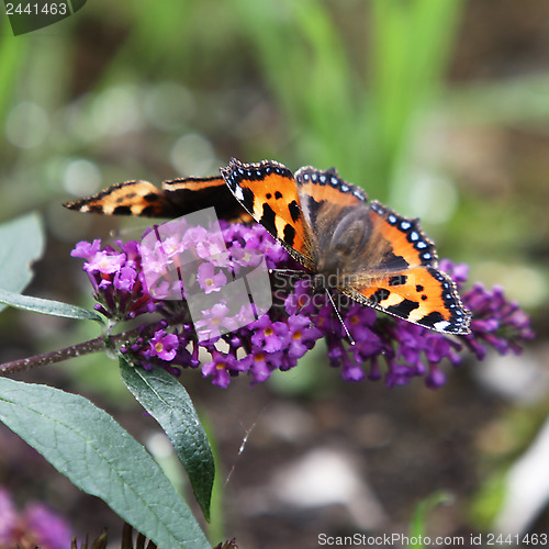 Image of Butterfly