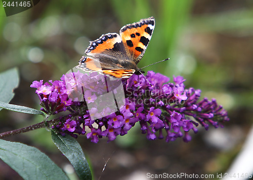 Image of Butterfly