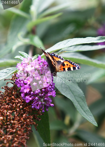 Image of Butterfly
