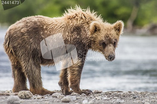 Image of bear cub