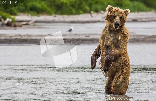 Image of The brown bear fishes