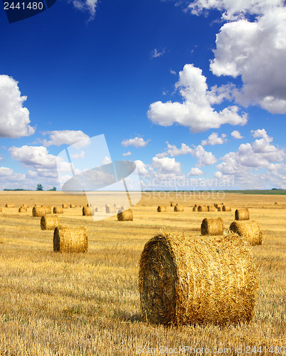 Image of harvested bales of straw in field 