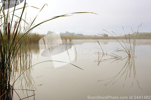 Image of landscape with stems of reeds reflected in water