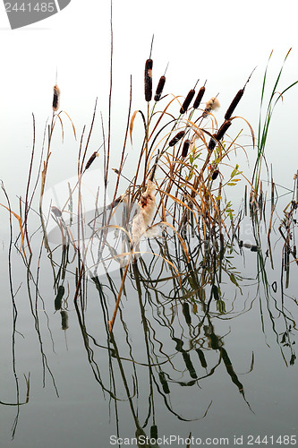 Image of stems of reeds reflected in water