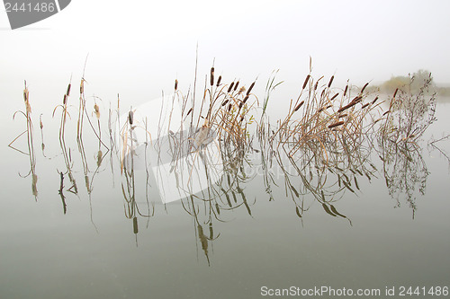 Image of landscape with stems of reeds reflected in water