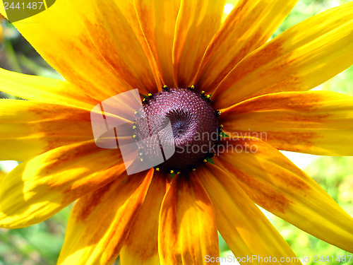 Image of beautiful yellow flowe
