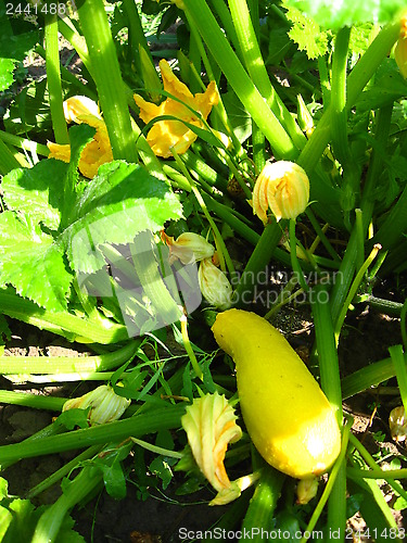 Image of flowers and fruits of squashes