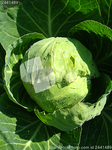 Image of Big head of green cabbage