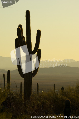 Image of Saguaro national park