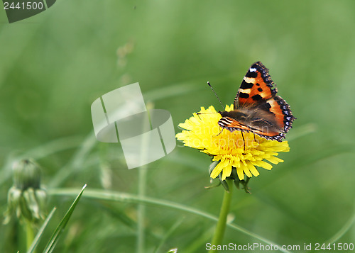 Image of Butterfly on a Buttercup