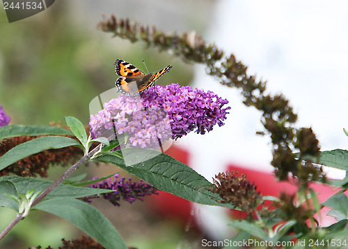 Image of Butterfly