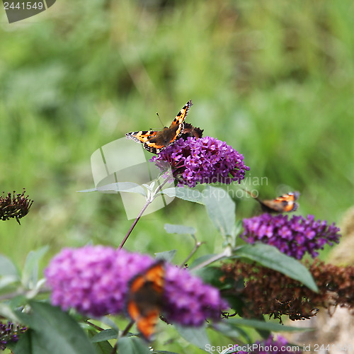 Image of Butterfly