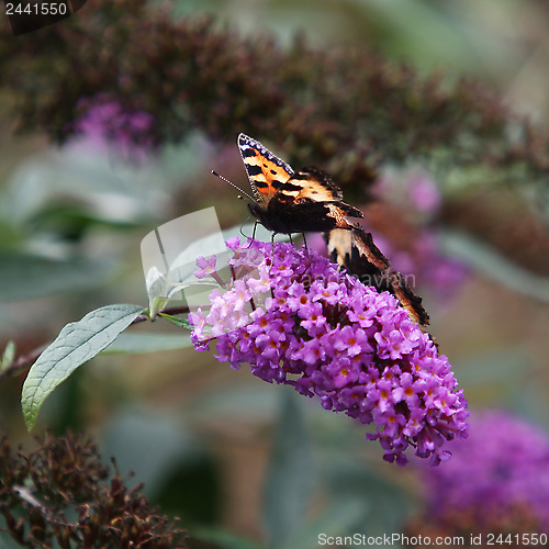 Image of A Butterfly