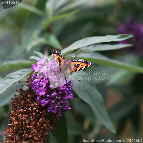 Image of Butterfly