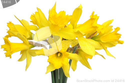 Image of Daffodils