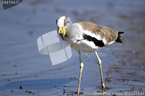 Image of White Crowned Plover