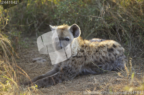 Image of Cub, Hyaena